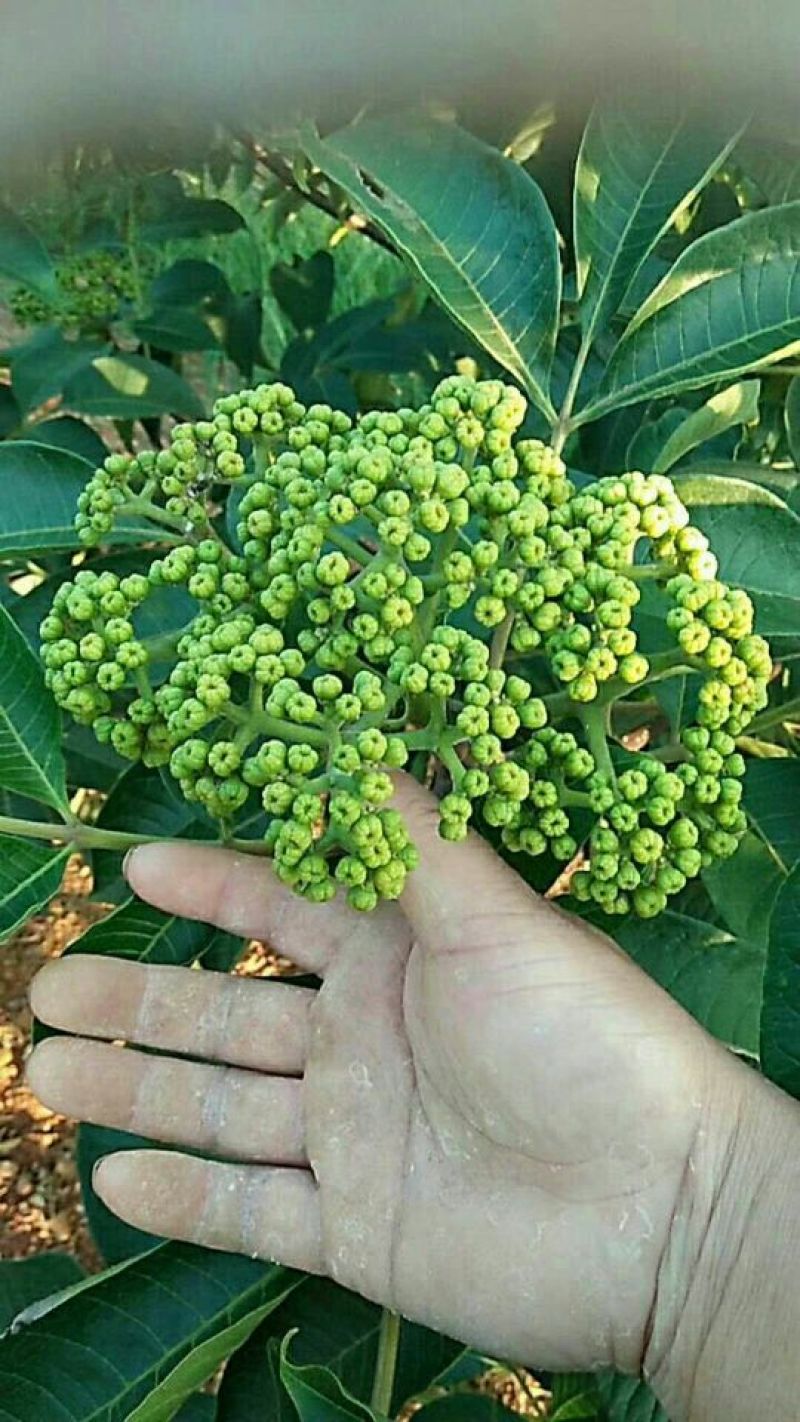 吴茱萸苗50~80cm
