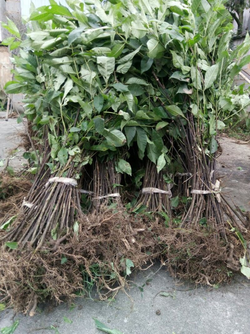 吴茱萸苗50~80cm