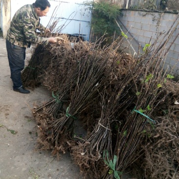 吴茱萸苗50~80cm