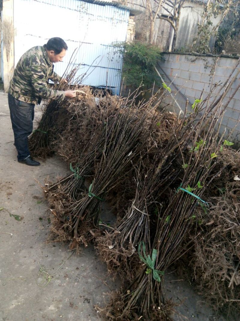 吴茱萸苗50~80cm