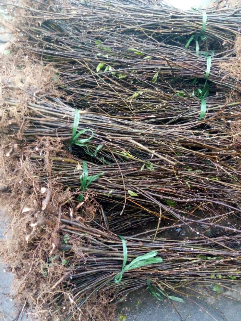 吴茱萸苗50~80cm