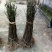 吴茱萸苗50~80cm
