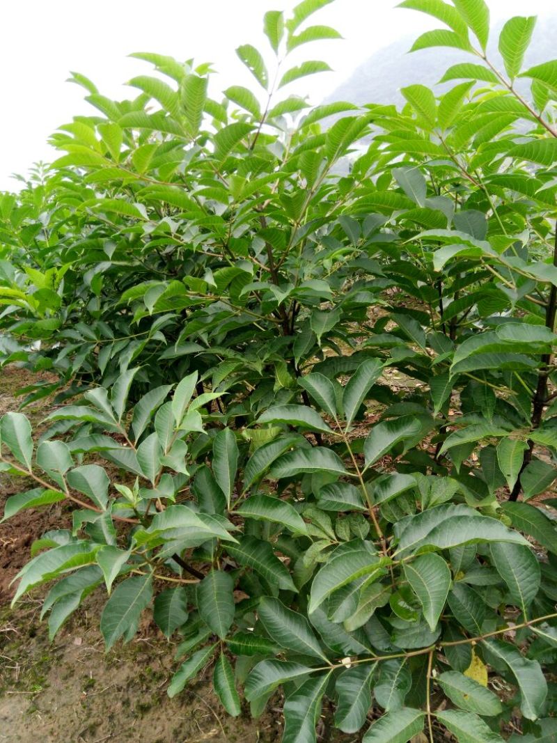 吴茱萸苗50~80cm