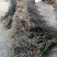 吴茱萸苗50~80cm