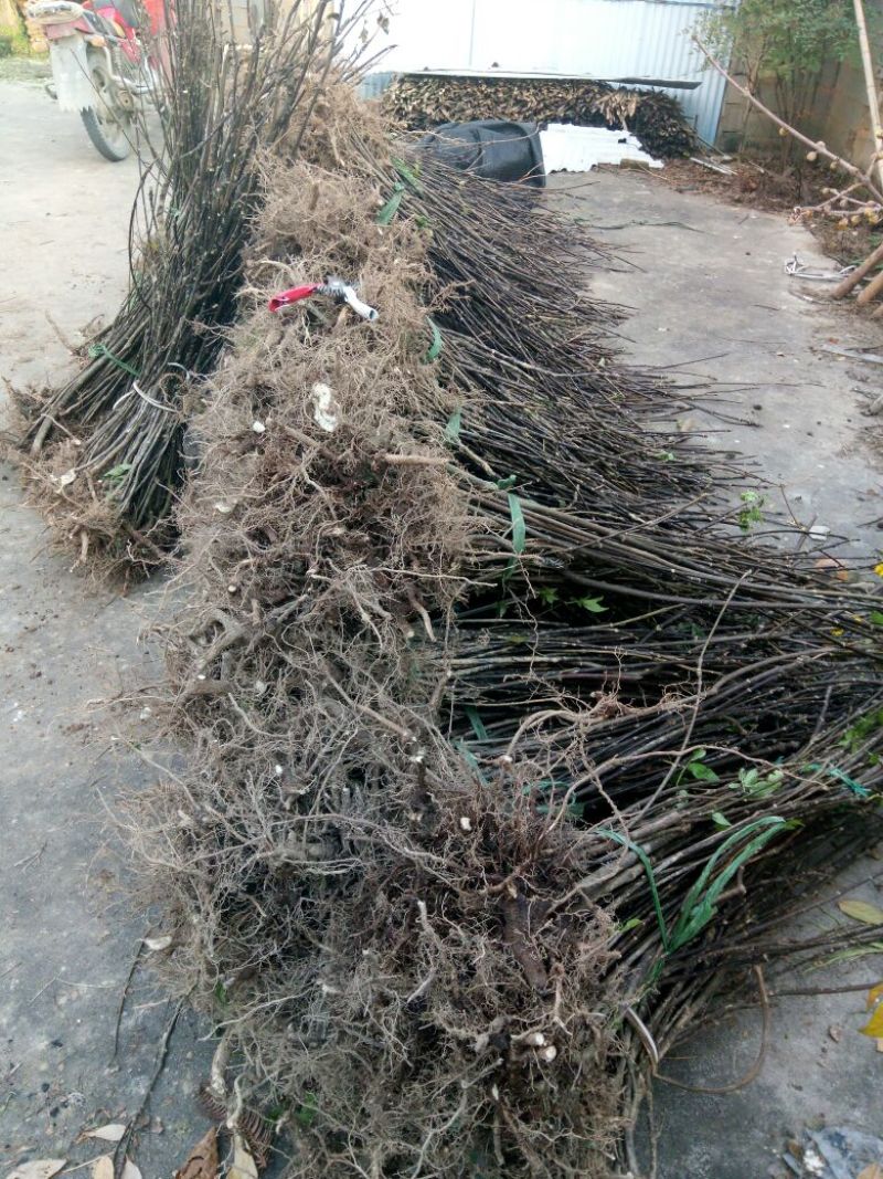 吴茱萸苗50~80cm