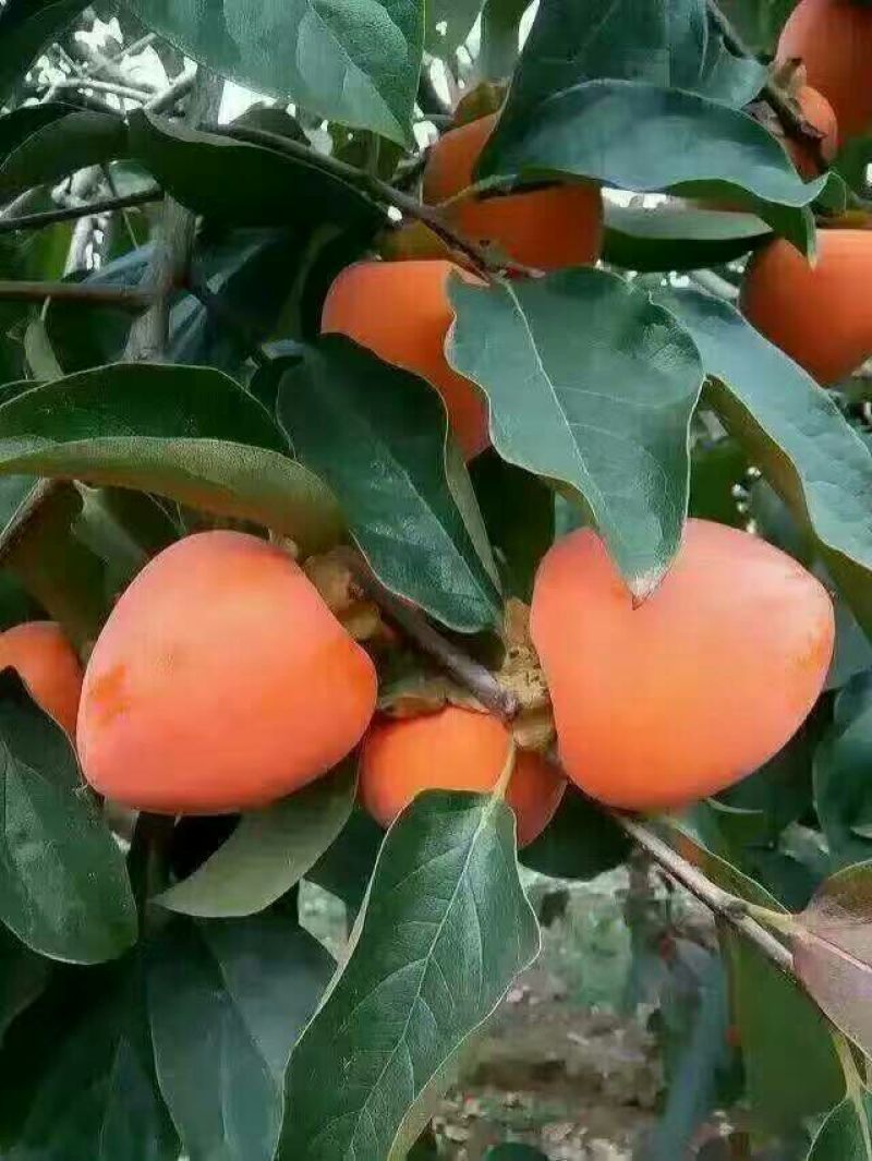 柿饼1~2两
