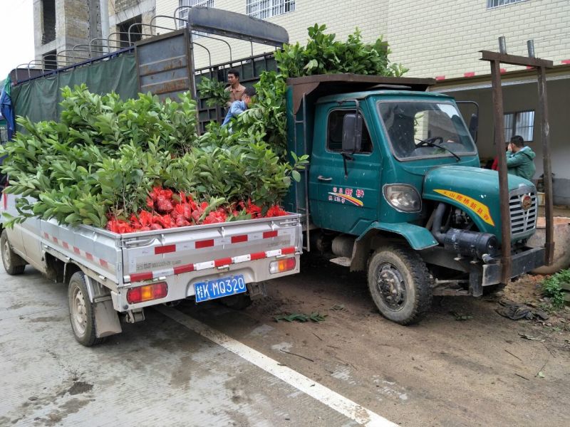 番石榴苗珍珠番石榴苗