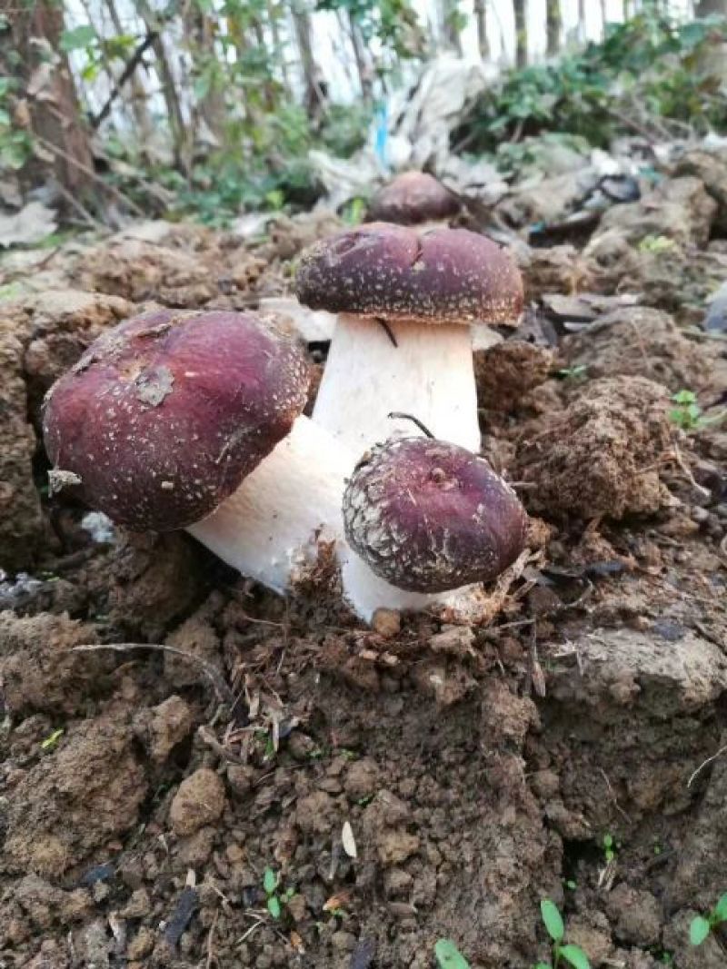 大球盖菇菌种全年无间断供应，全国发货