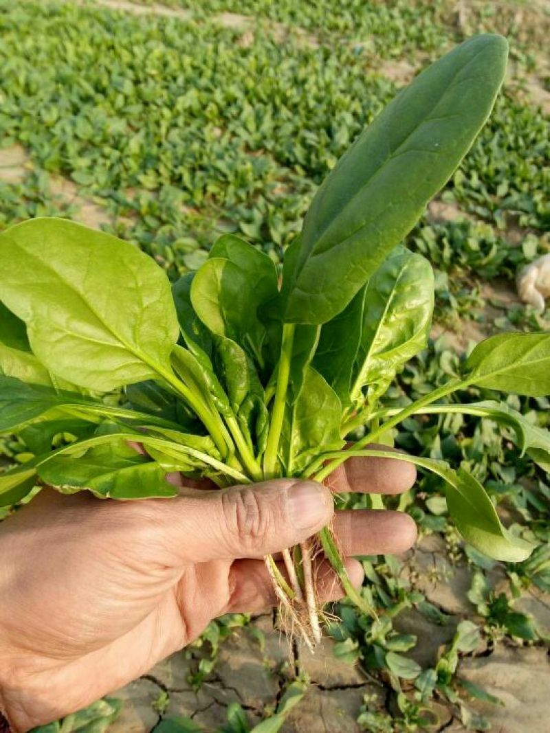 越冬菠菜15~20厘米