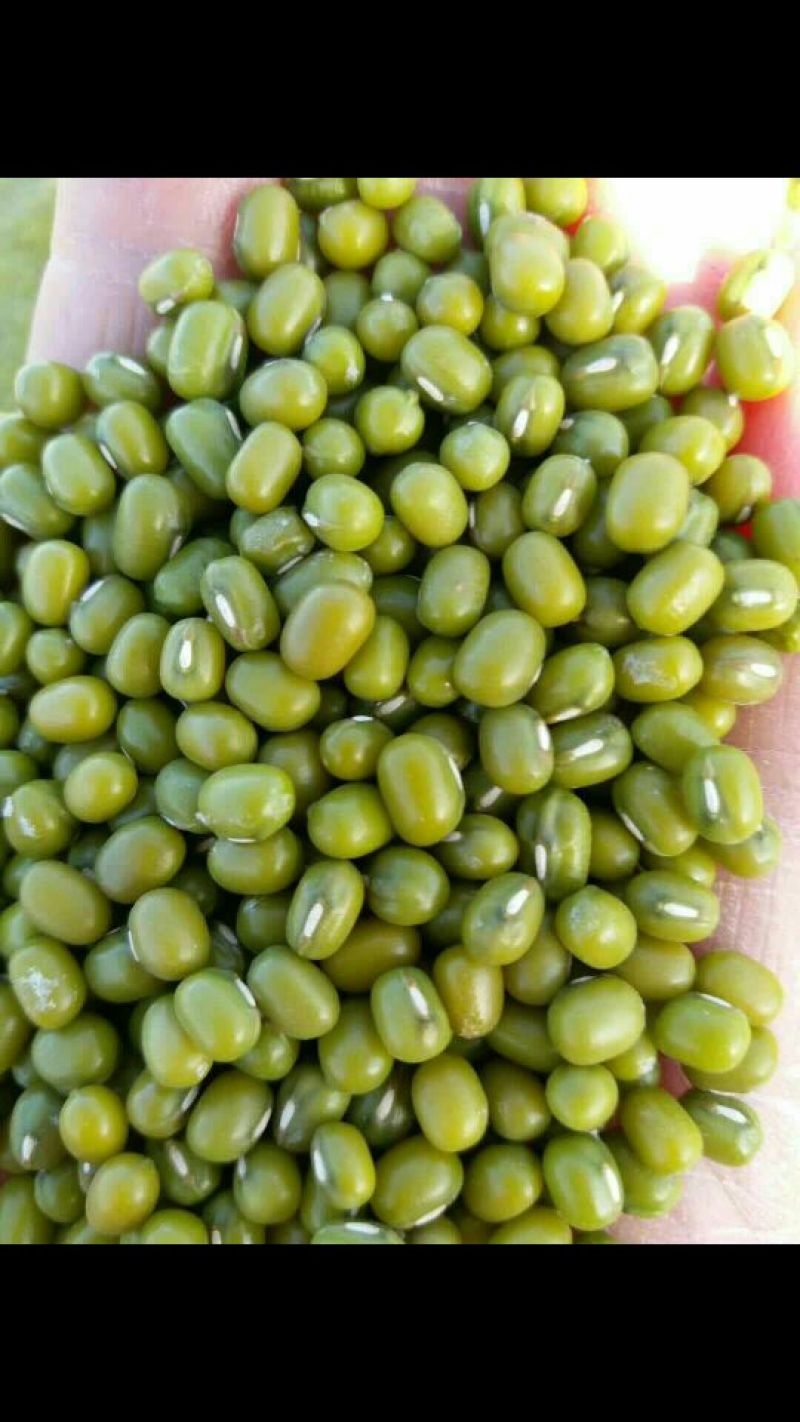 明绿豆袋装