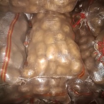 荷兰十五土豆2两以上通货
