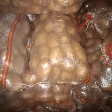 荷兰十五土豆2两以上通货