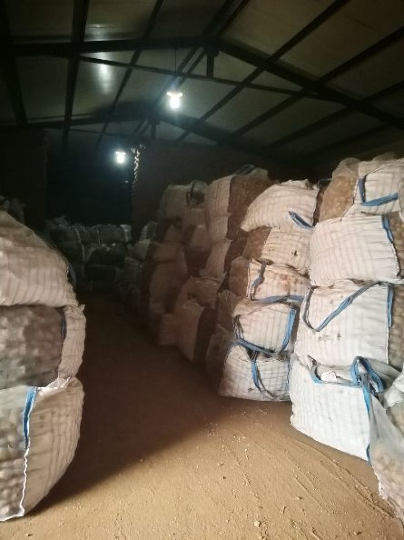 荷兰十五土豆2两以上通货