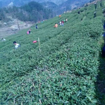 本山茶特级