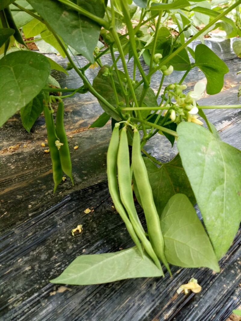 精品扁青芸豆鲜扁豆宽芸豆蔬菜产地直发条直20cm以上