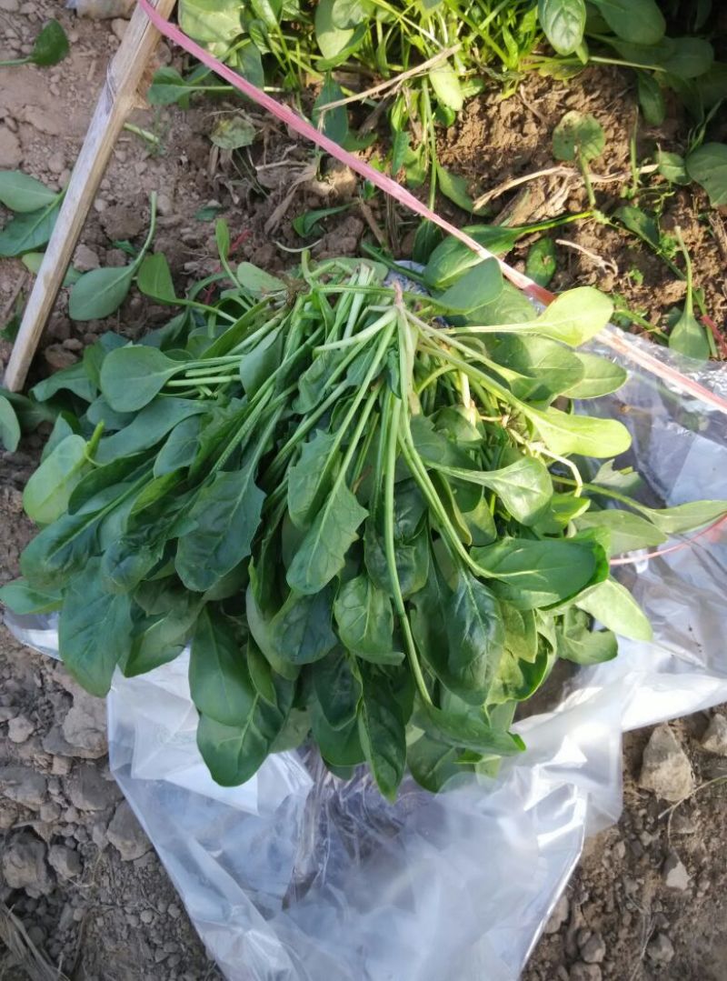 大叶菠菜25~30厘米