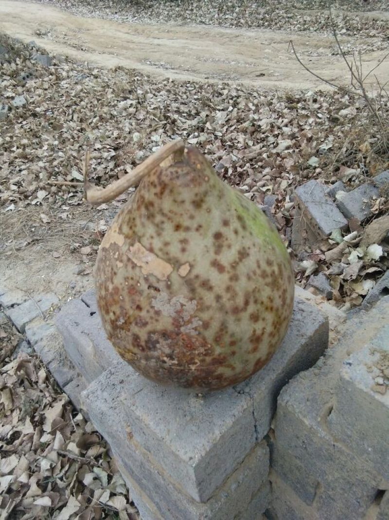 葫芦种子
