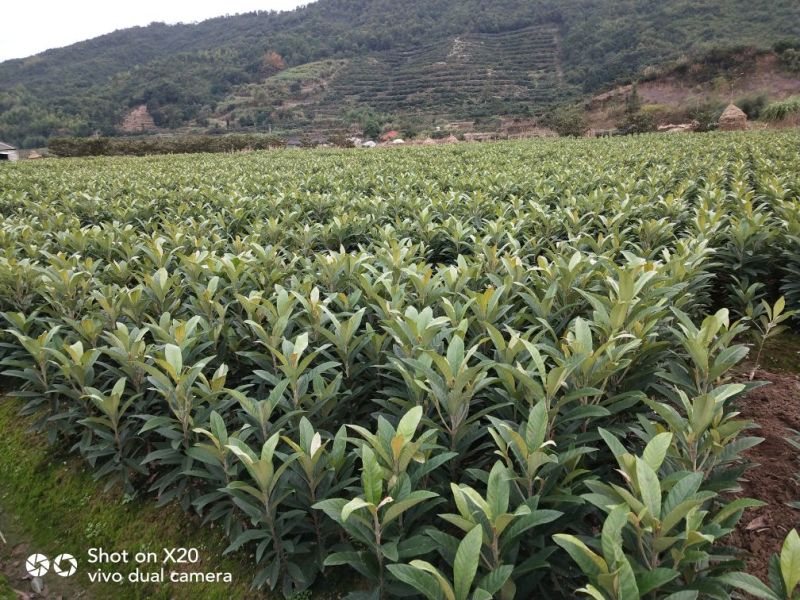 超值好苗正宗宁海白沙枇杷苗粗壮根系发达苗圃直供技术支持