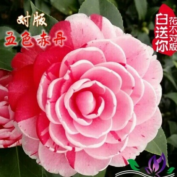 茶花树30~50cm
