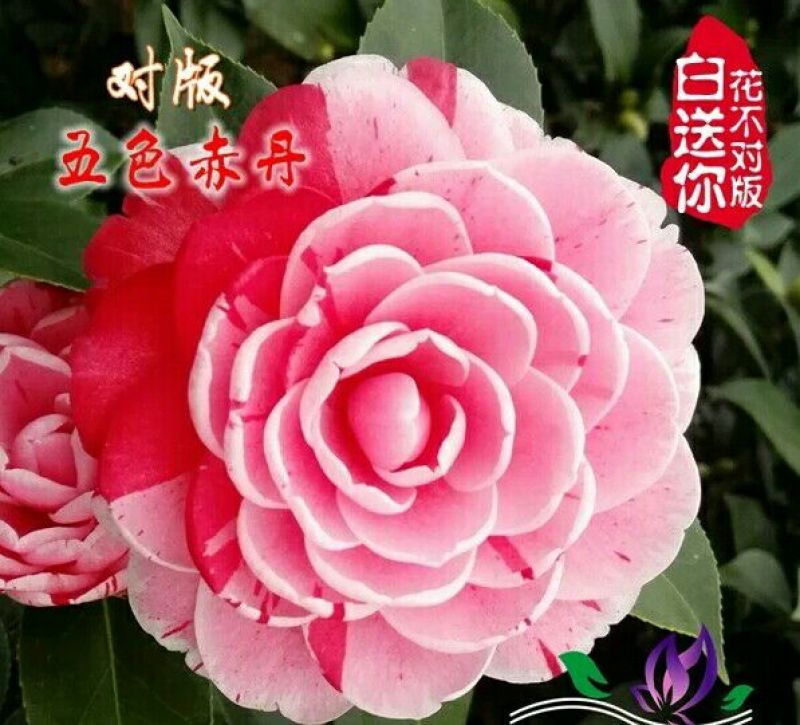 茶花树30~50cm