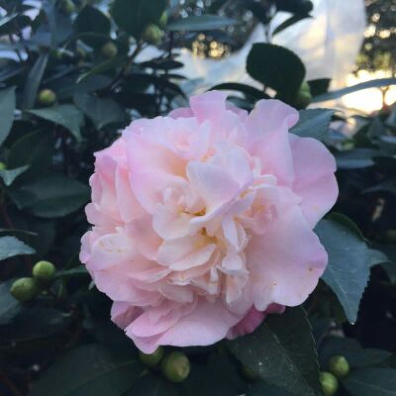 茶花树30~50cm