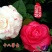 茶花树30~50cm