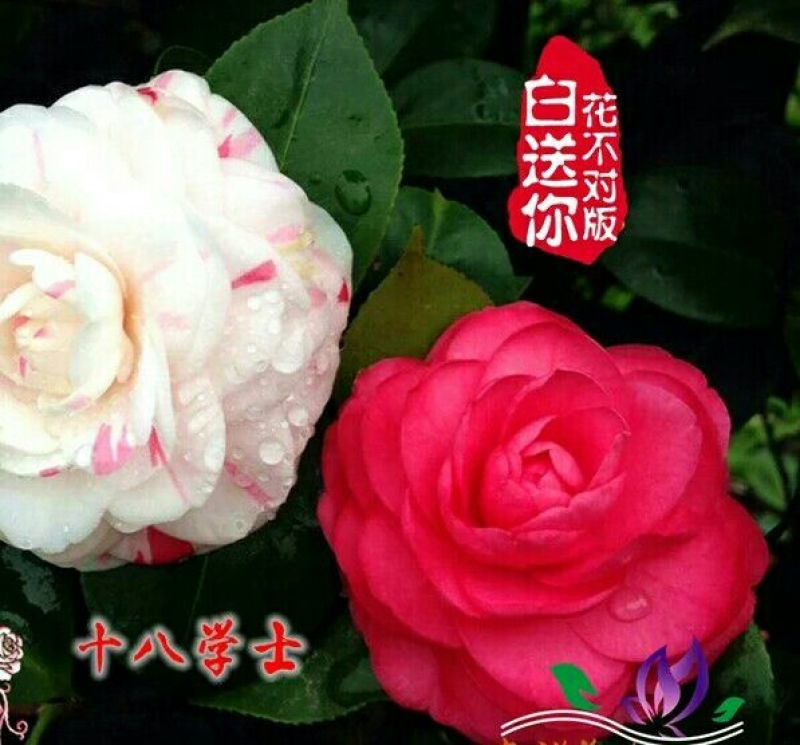 茶花树30~50cm
