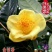 茶花树30~50cm