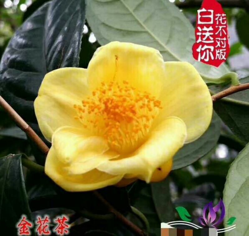 茶花树30~50cm