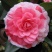 茶花树30~50cm