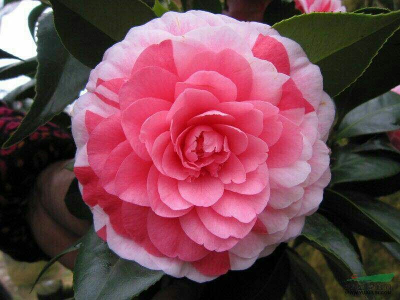 茶花树30~50cm