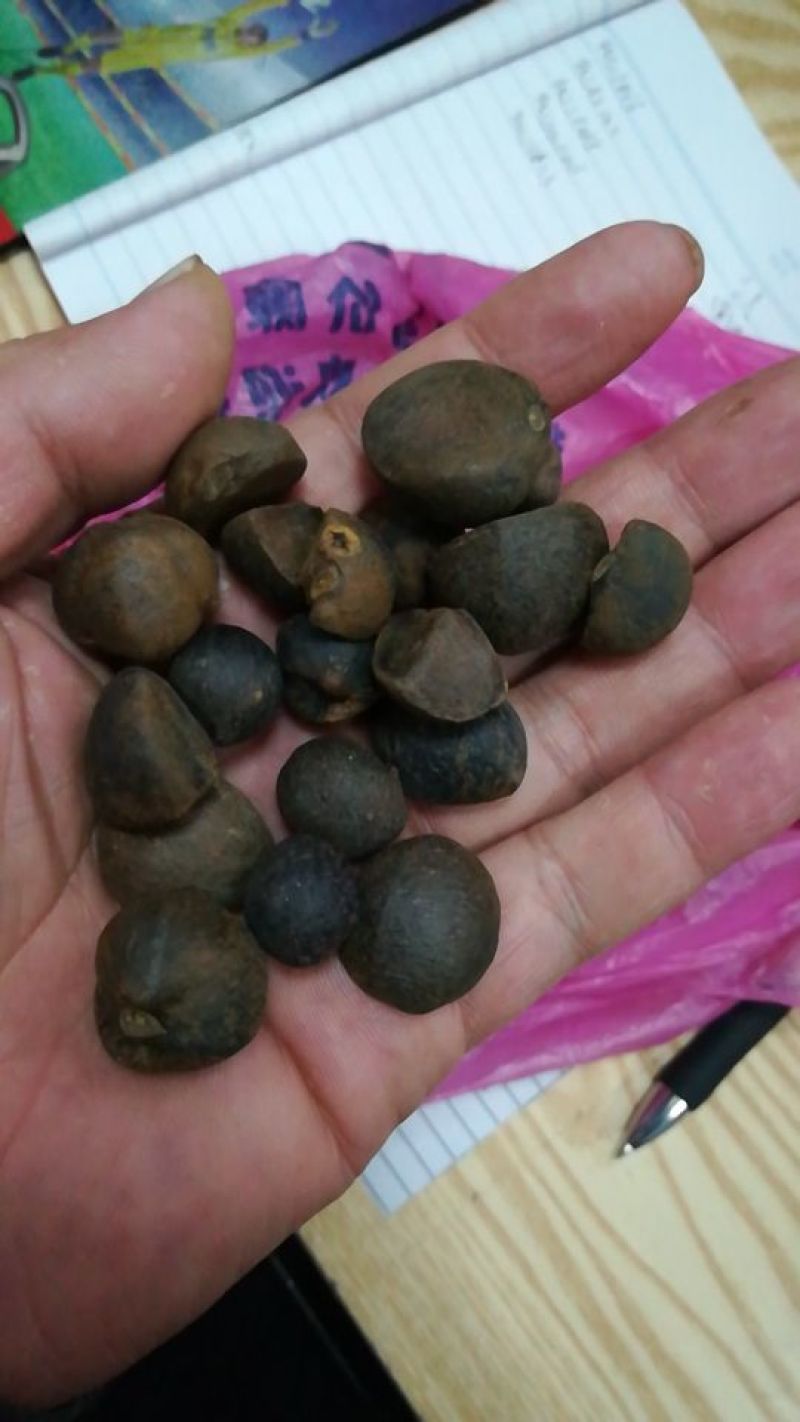 山茶果中籽