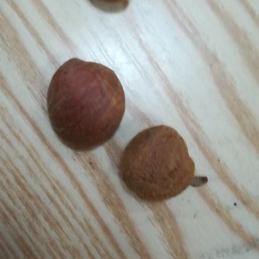 山茶果中籽