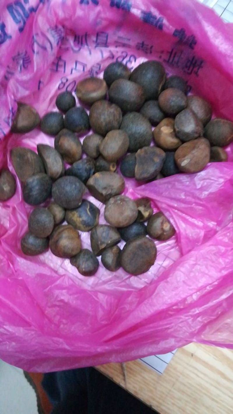 山茶果中籽