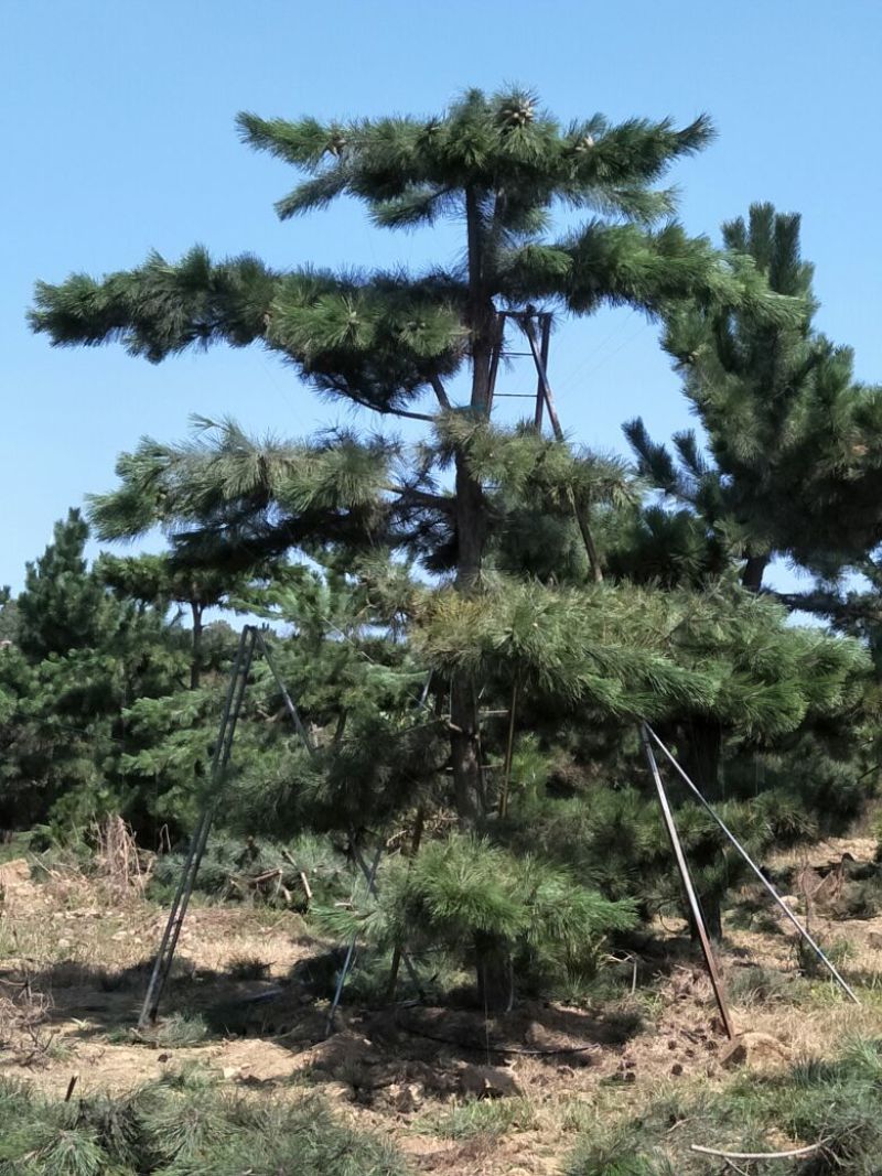 造型松14公分
