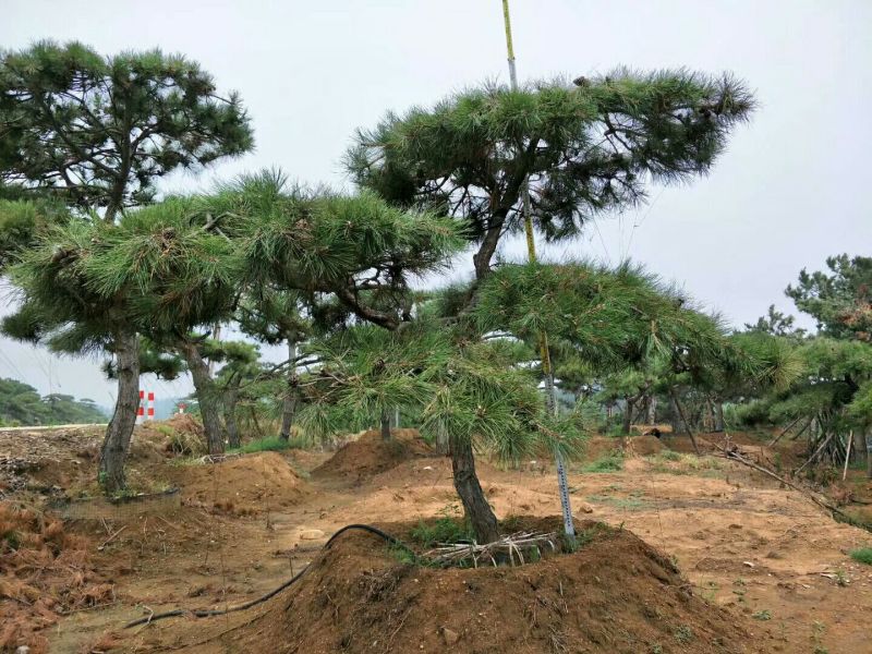 造型松14公分