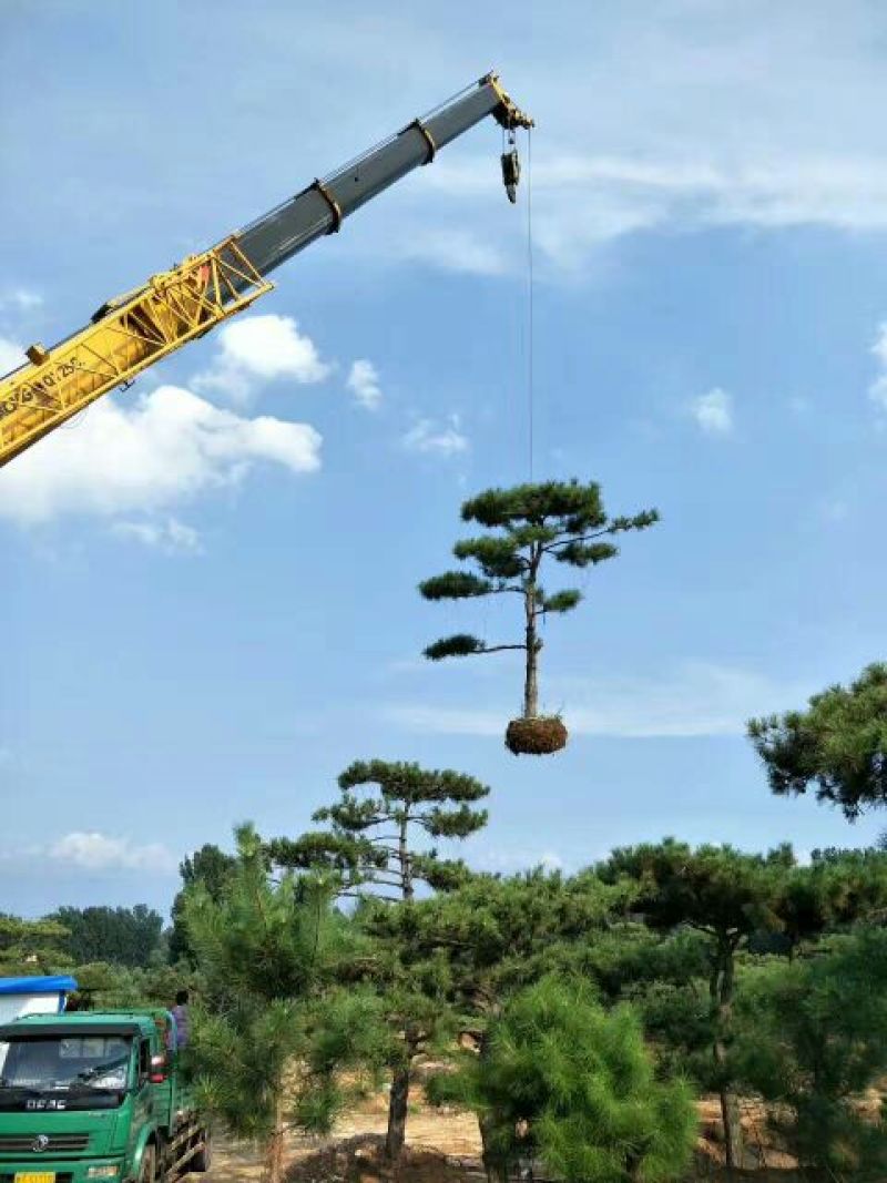 造型松14公分