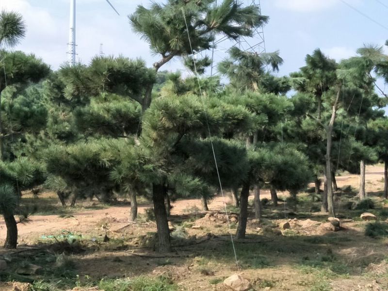 造型松14公分