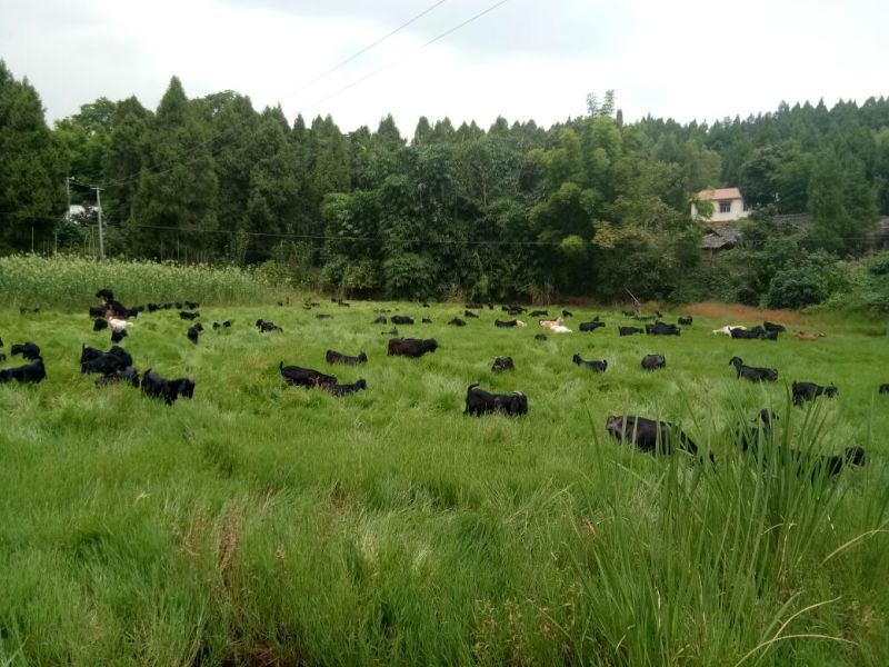 黑山羊乐至黑山羊种羊