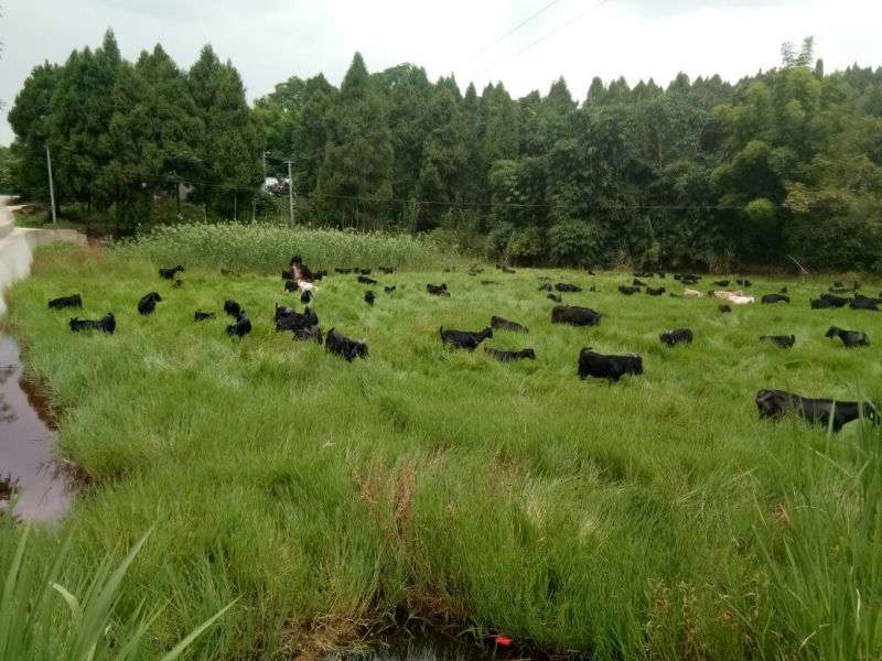 黑山羊乐至黑山羊种羊