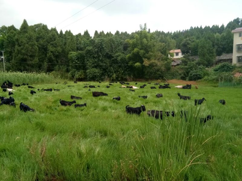 黑山羊乐至黑山羊种羊