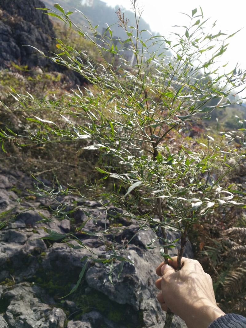 南天竹150cm以上
