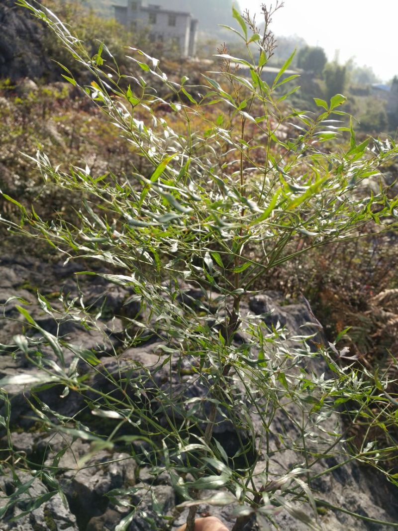 南天竹150cm以上