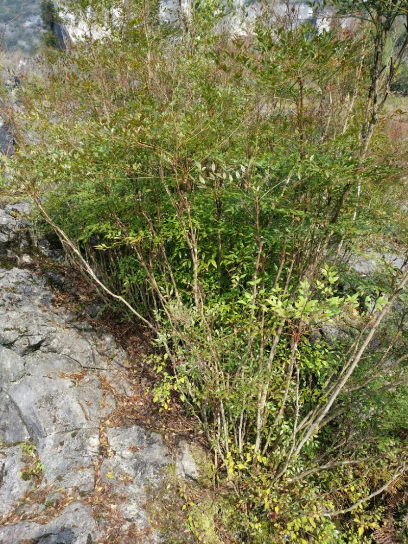 南天竹150cm以上