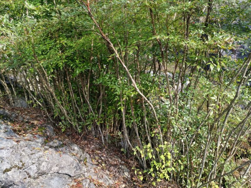 南天竹150cm以上
