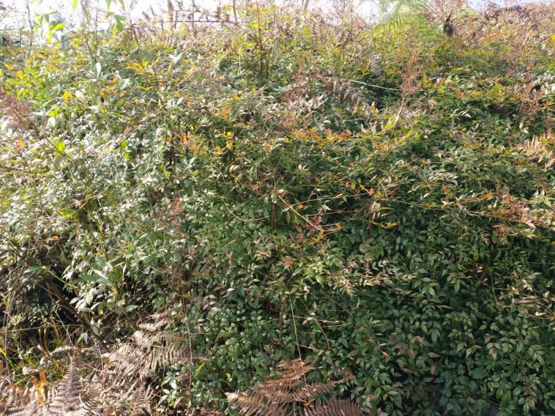 南天竹150cm以上