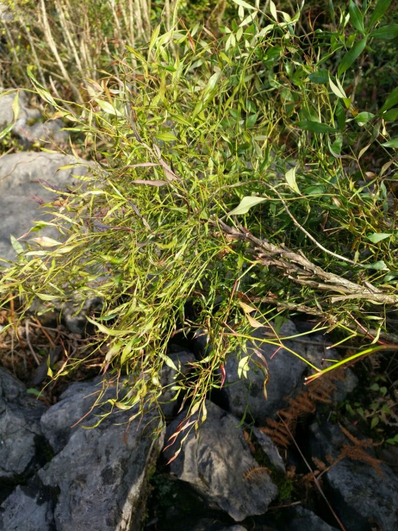 南天竹150cm以上