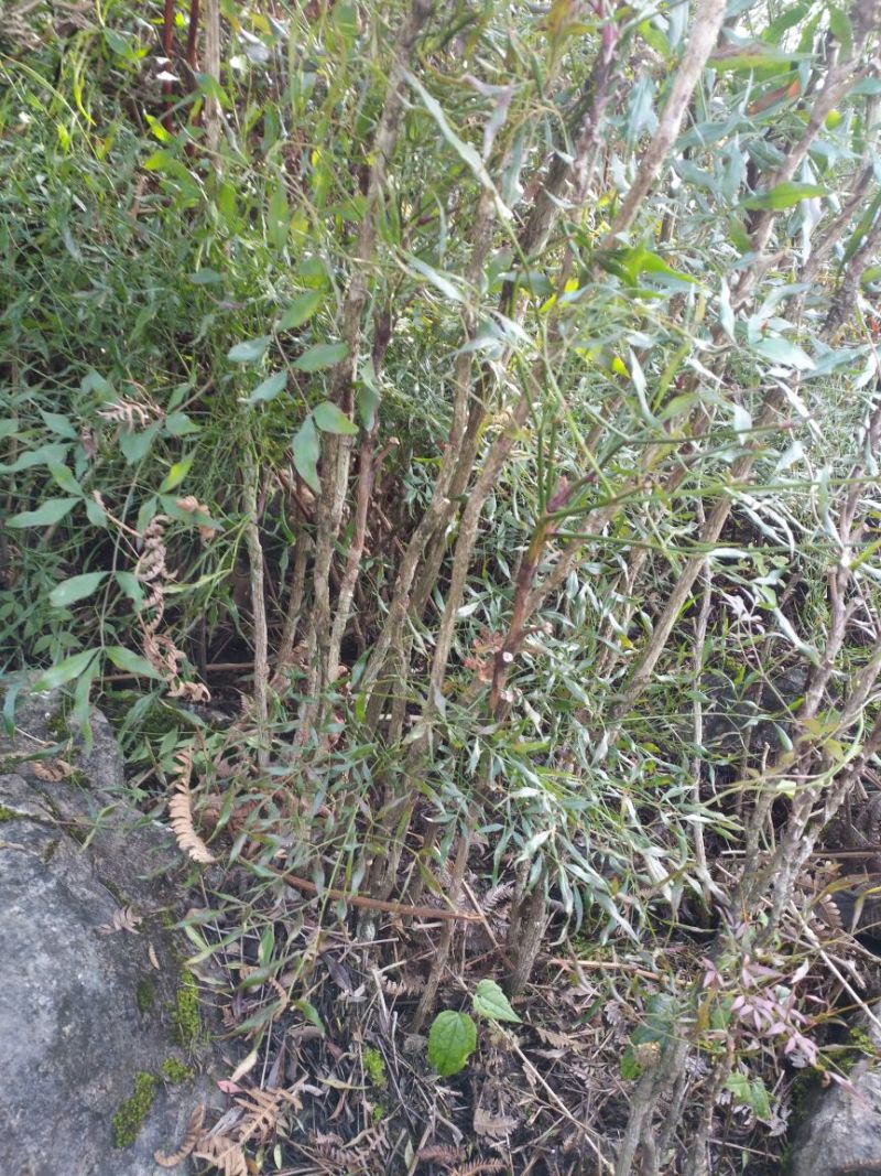 南天竹150cm以上
