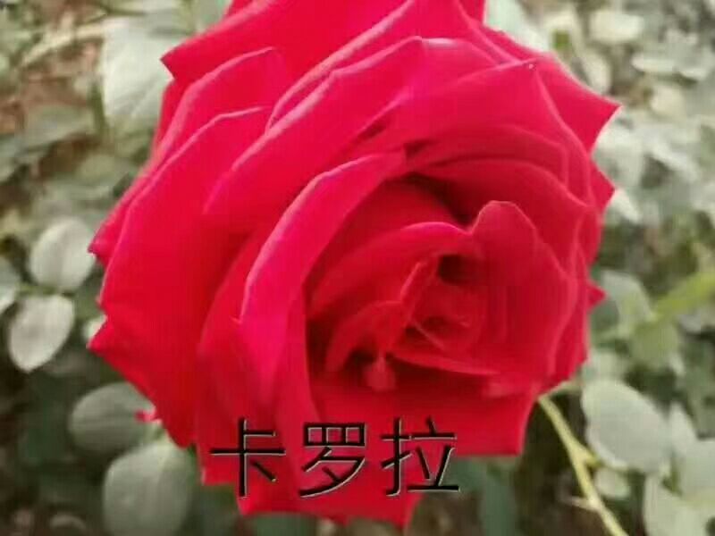 红玫瑰苗10cm以下
