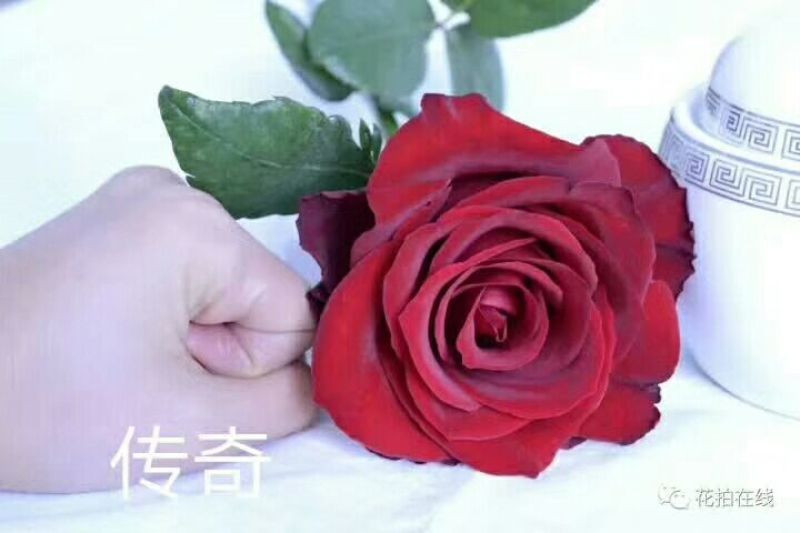 红玫瑰苗10cm以下